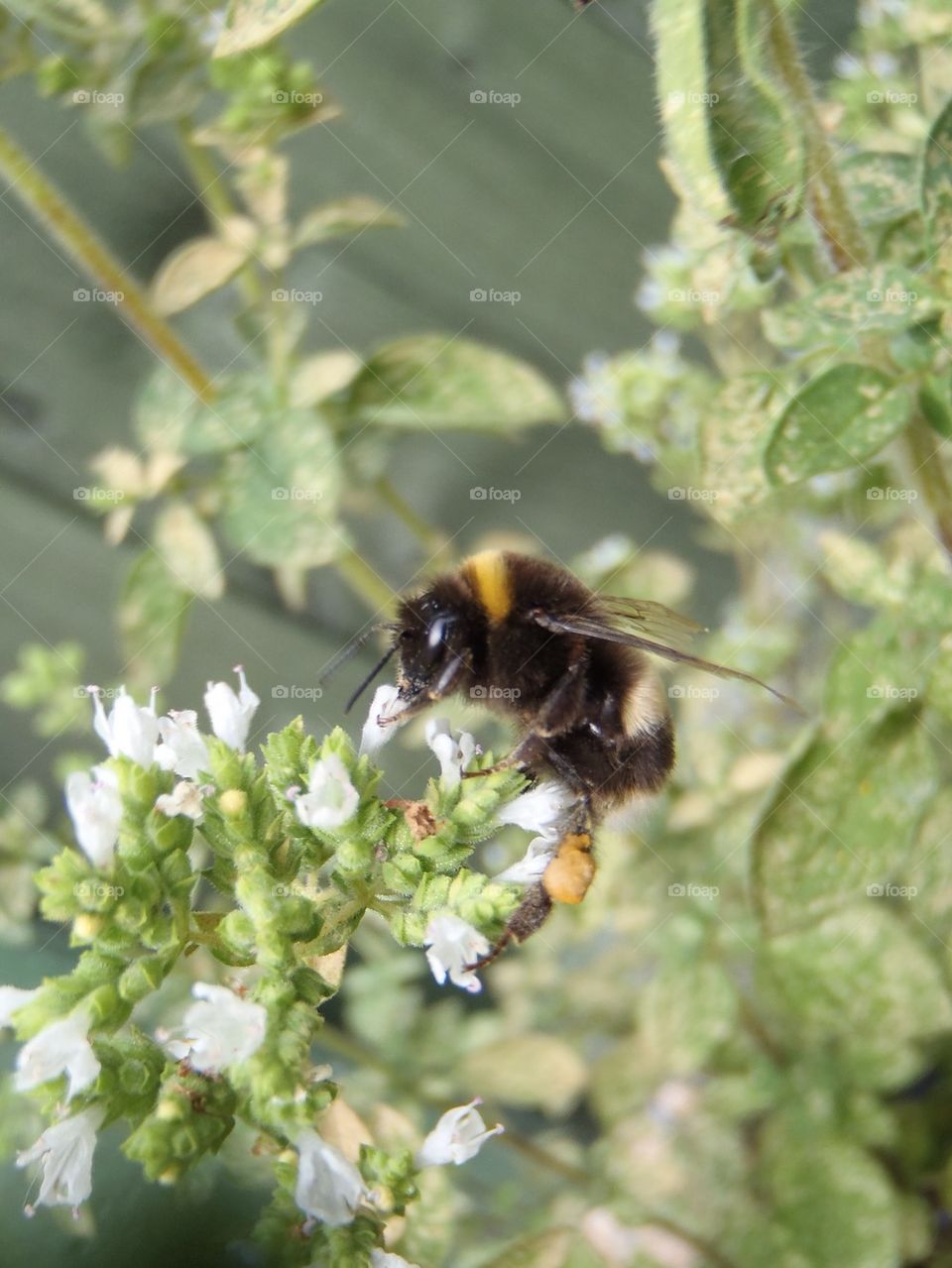 Oregano bloom and it's pollinator 