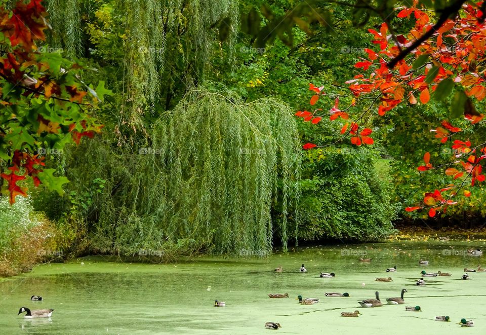 Ducks at Central Park New York