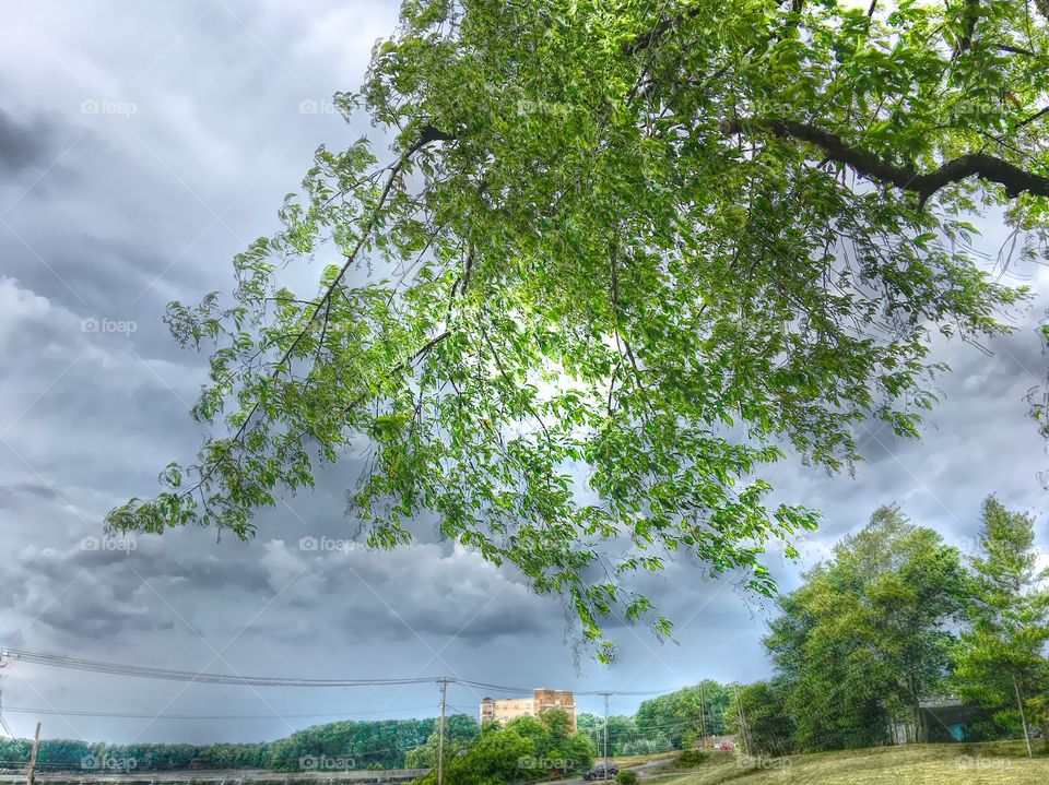 Cool tree with cool sky