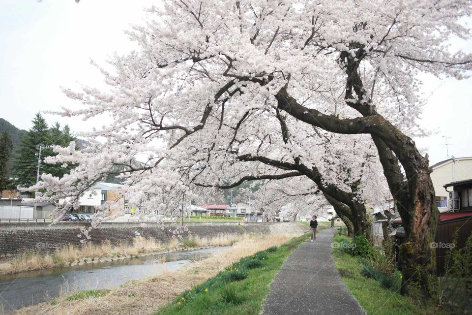 Tree, Landscape, No Person, Park, Nature