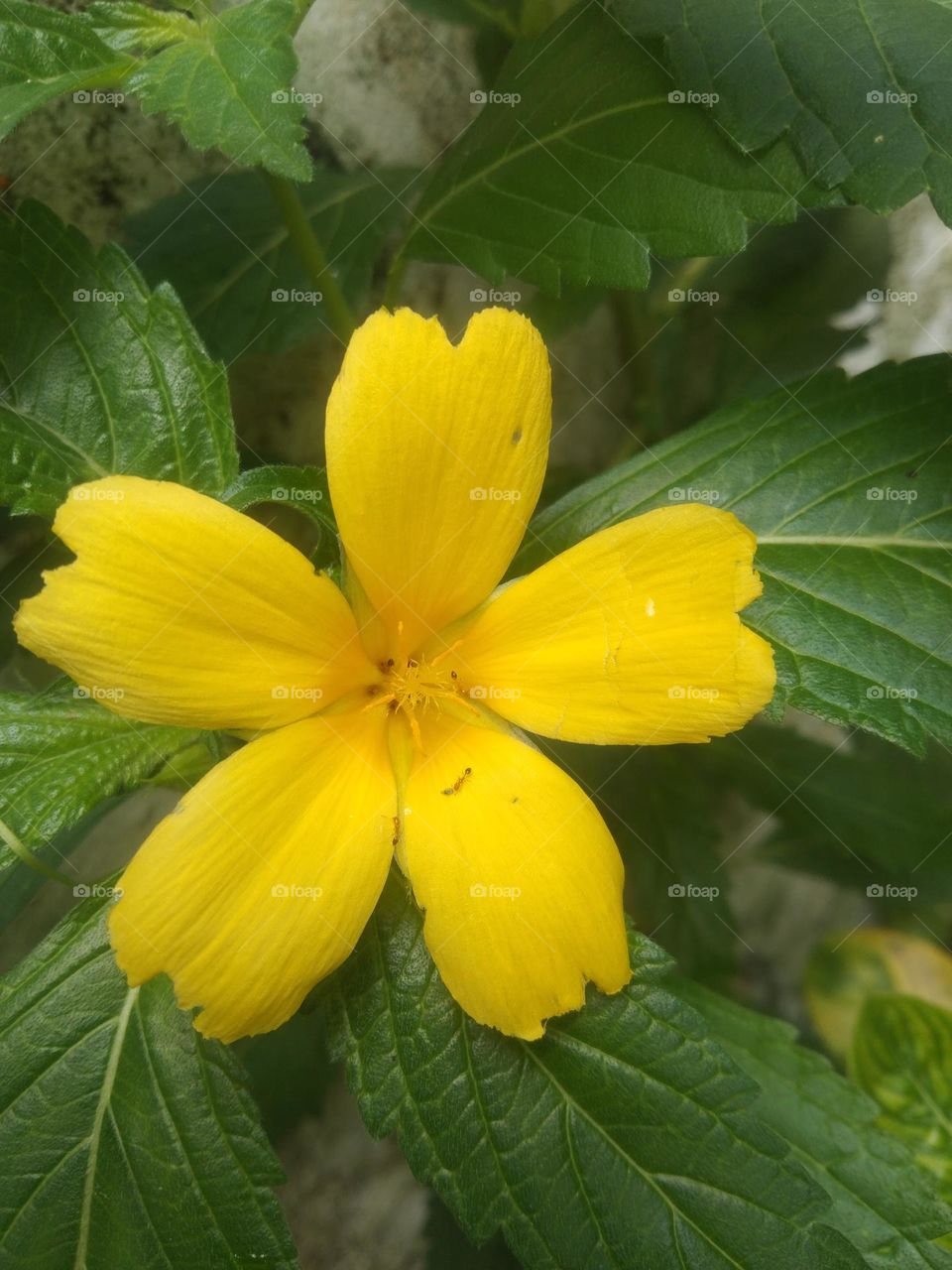 yellow flower