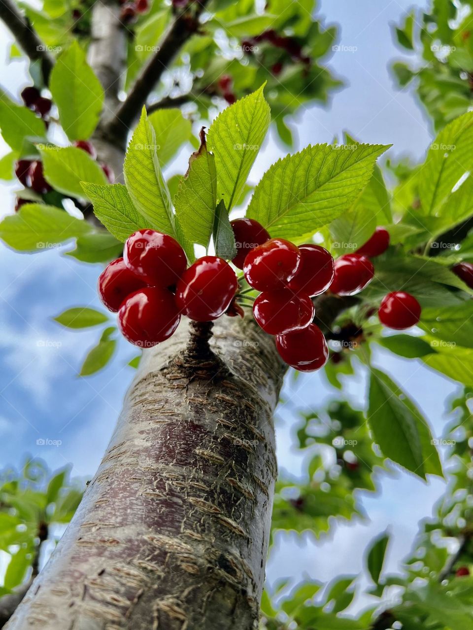 cherries seen from the ground up