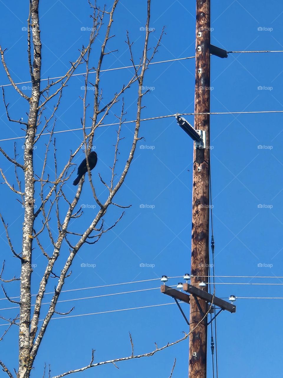 black bird sitting in tree branches near telephone pole and wires on a clear blue sky day in Oregon