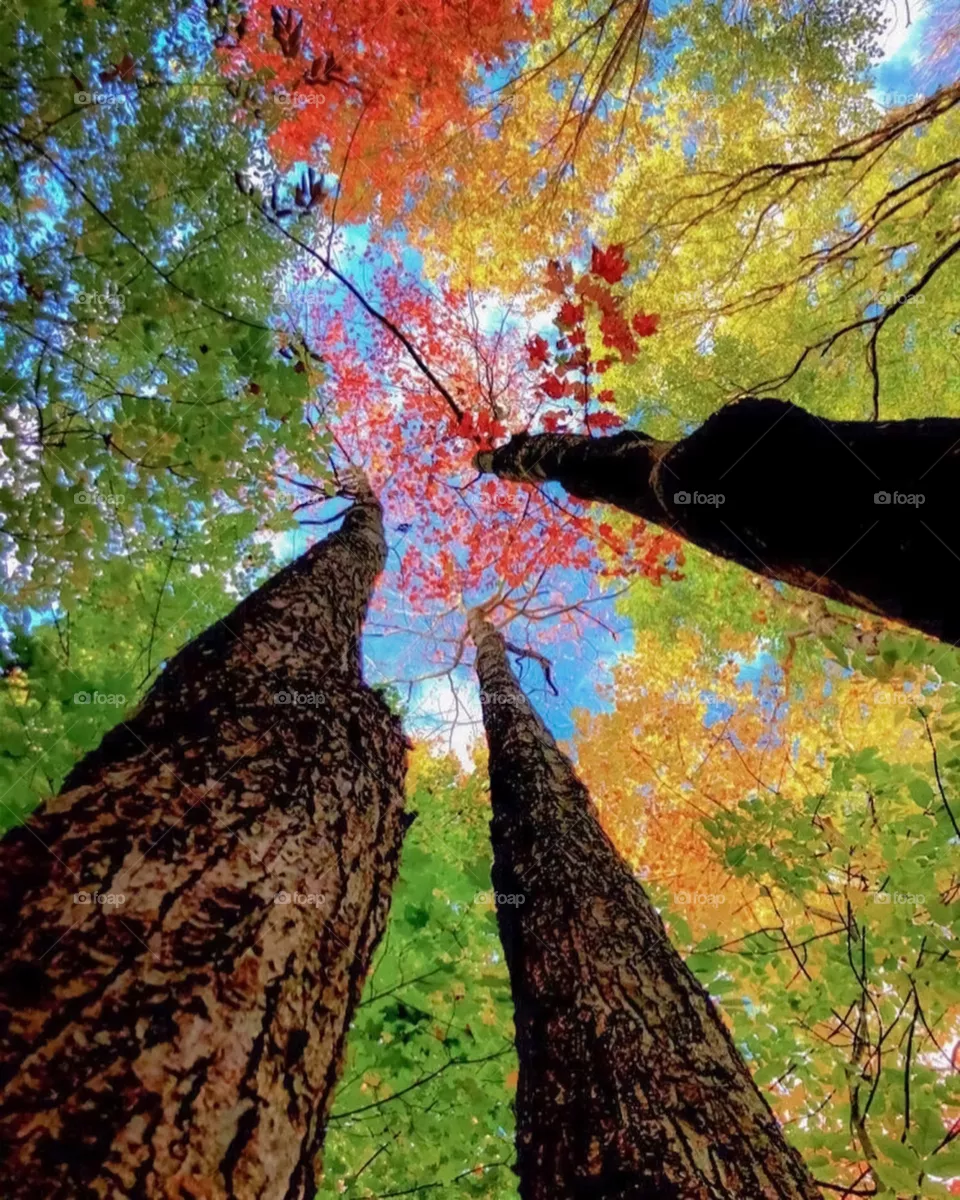 Autumn Colors High Up There Fallen Leaf Leaves