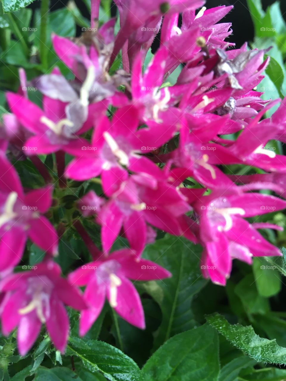 After the rain this morning my butterfly bush still blooming nicely.  Such details.