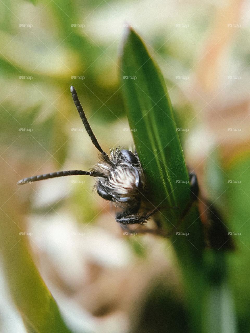 Macro photo of a spring black beetle after rain
