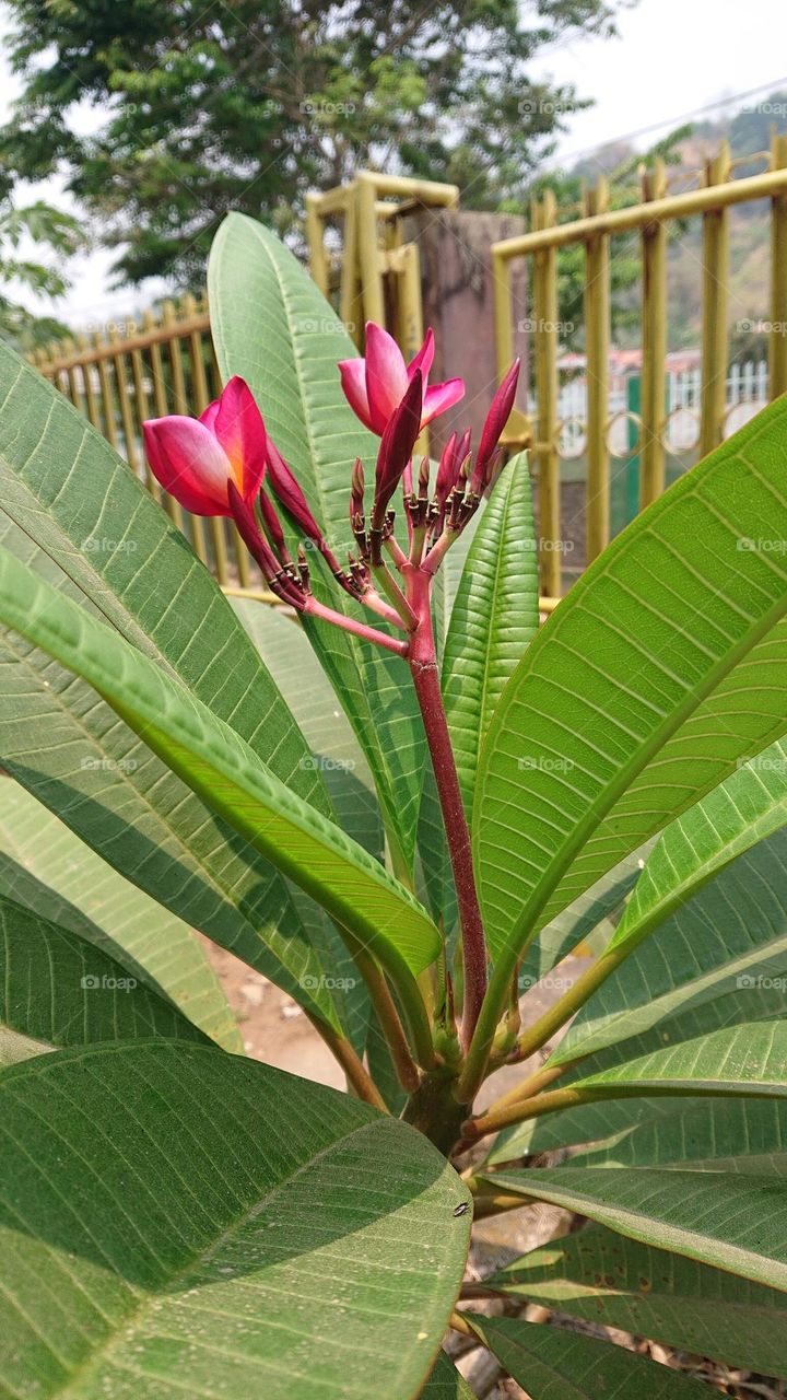 This flower is called Camboja