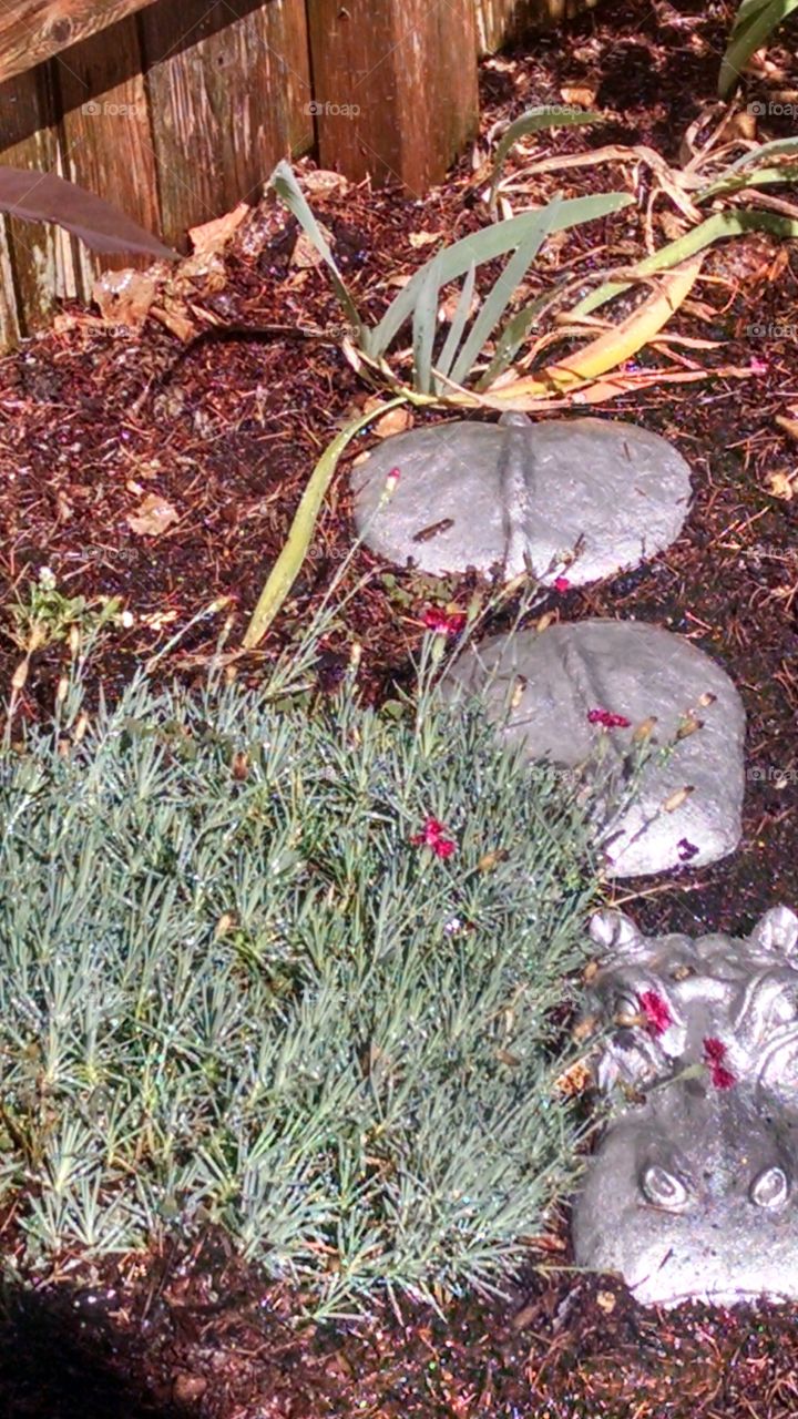 Nature, Garden, Grass, Flora, Leaf