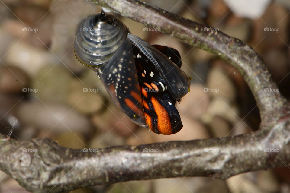 Monarch butterfly emerging from chrysalis 