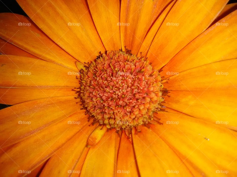 Daisy closeup