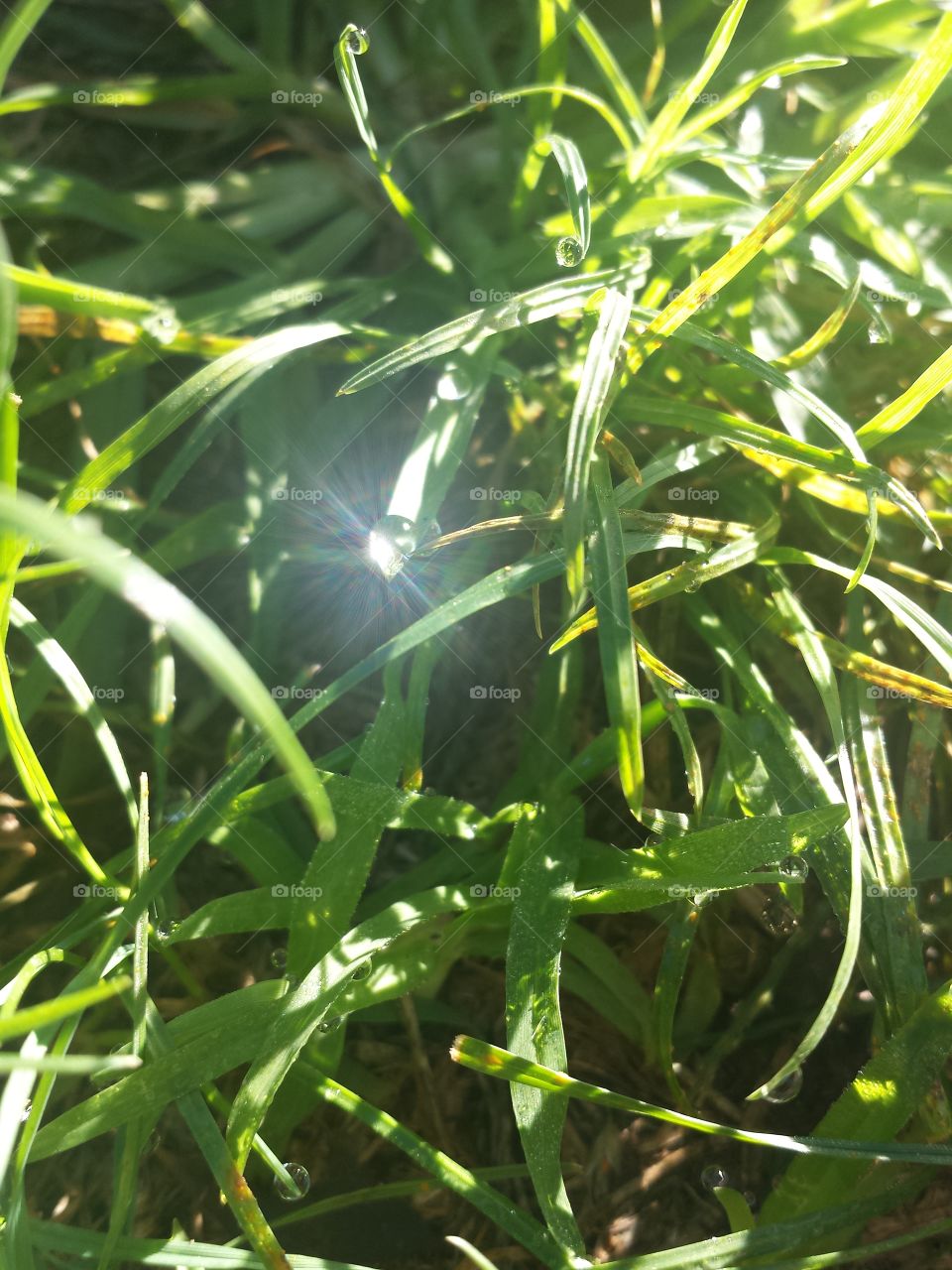 Diamond in the Grass