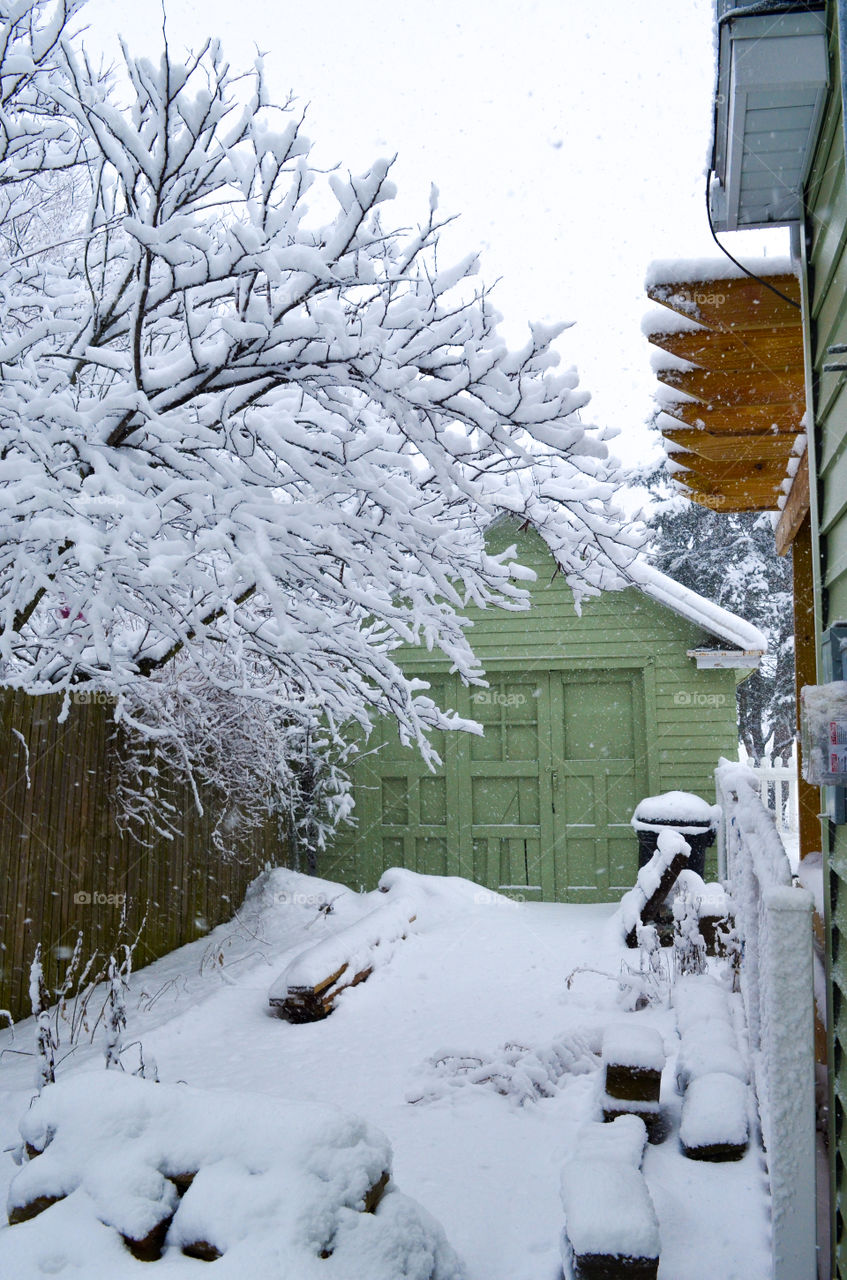 snow covered tree branches