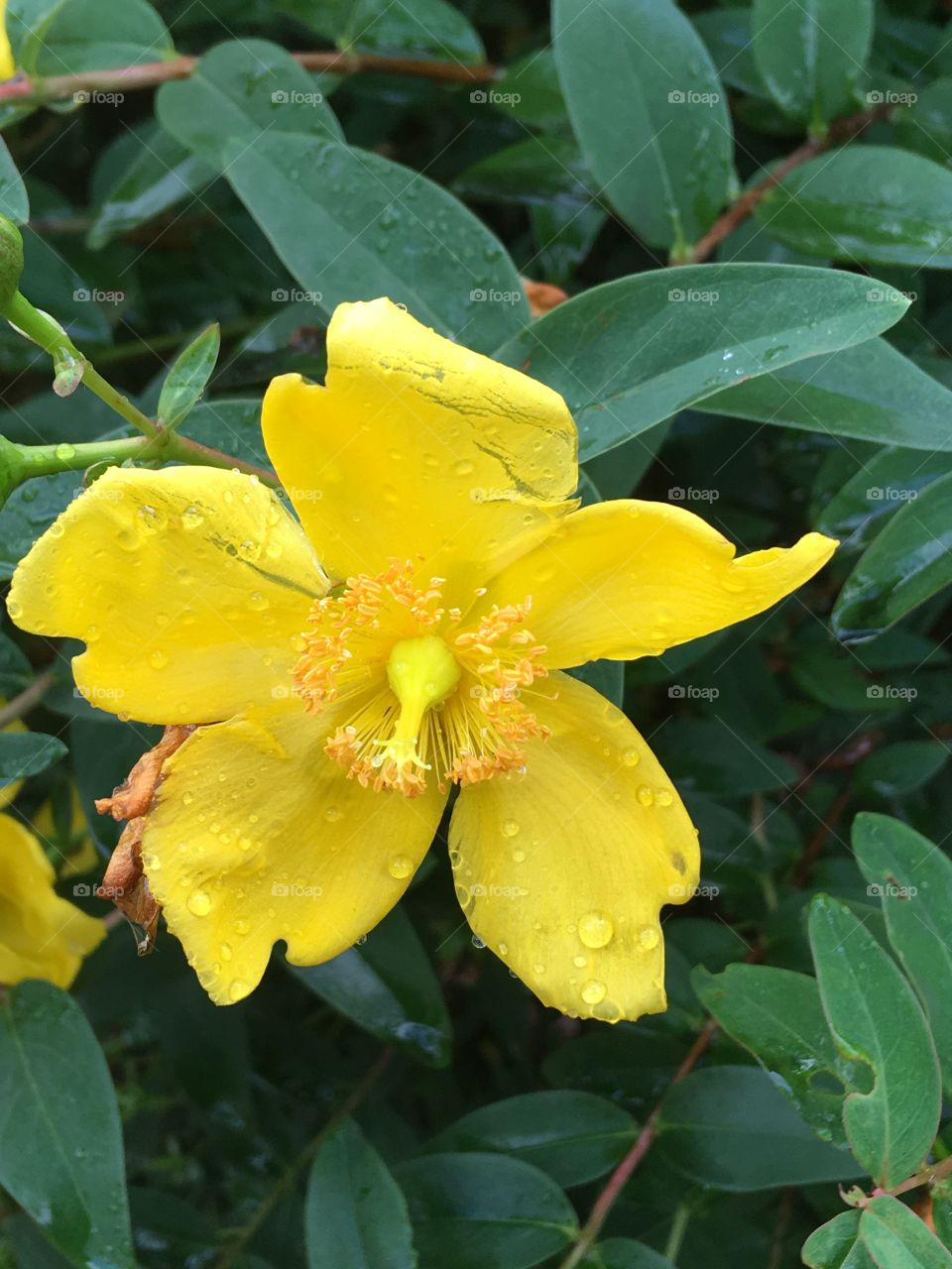 #mycityisbeautiful rain yellow flower 