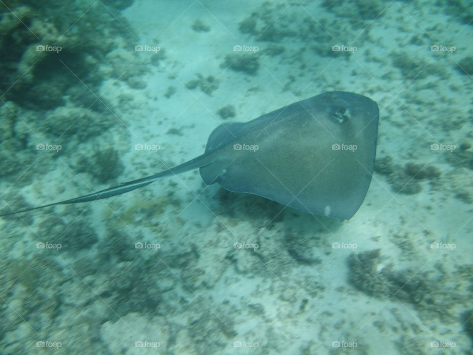 Sting ray in the Gulf of Mexico 