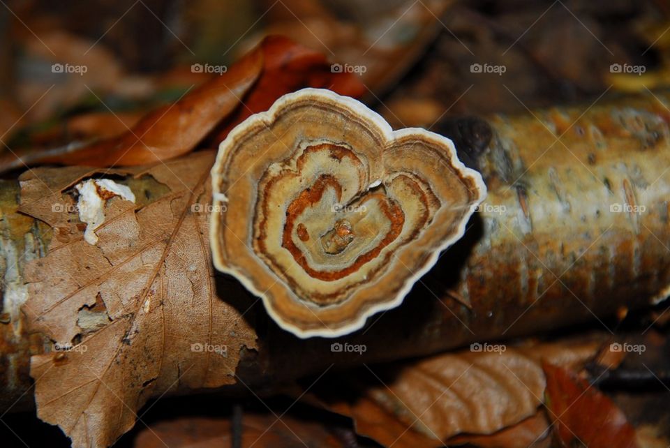 Turkey Tail fungi