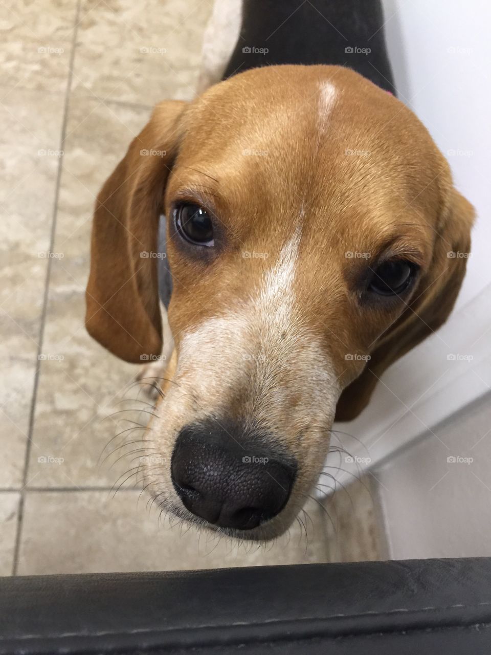 Ginger pup at the vet