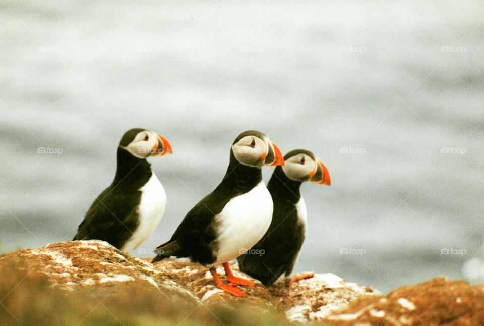 Puffins on Icelandic coast