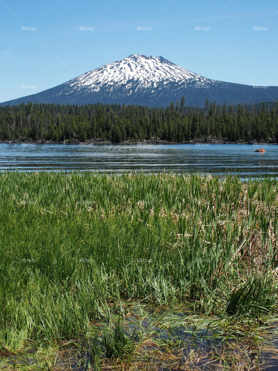 Reeds along the shoreline of Big Lava Lake with Mt. Bachelor in the background on a sunny summer day 