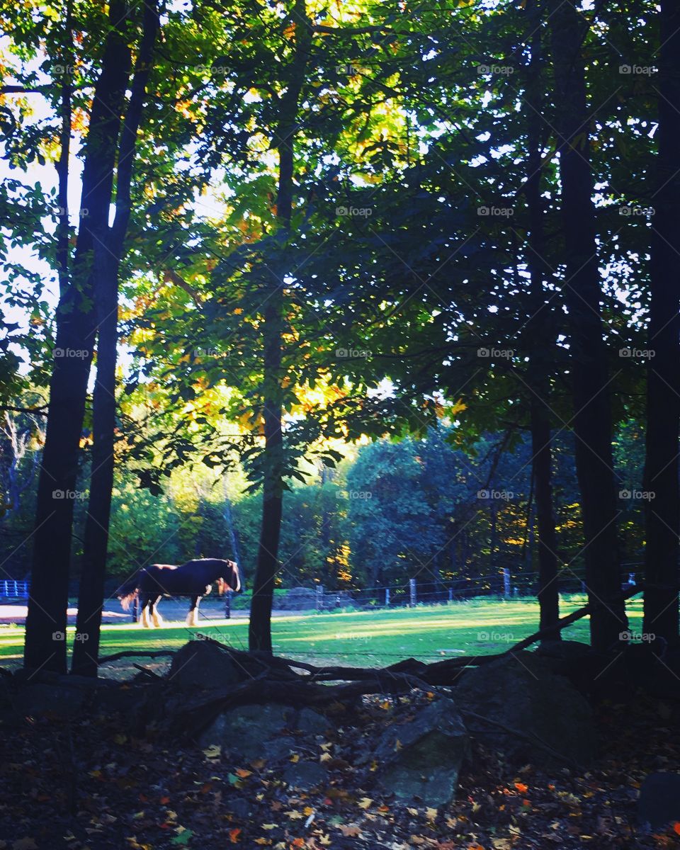 Majestic horse in Sterling mass