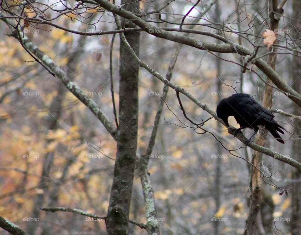 Accolade to All-hallows Eve; Crow perched with a bow in Orange Autumnal foliage