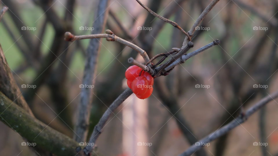old berries