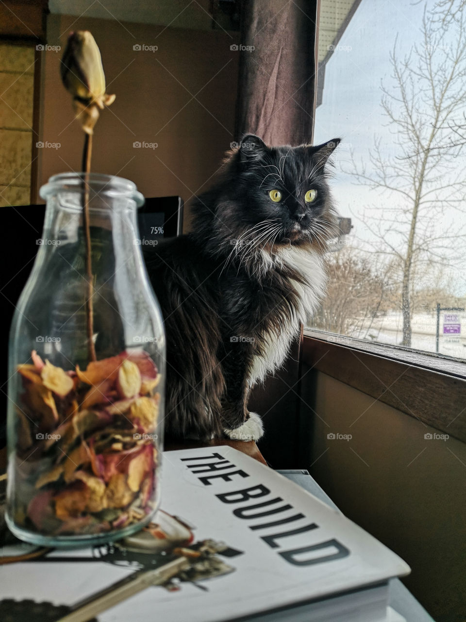 black and white cat looking out the window