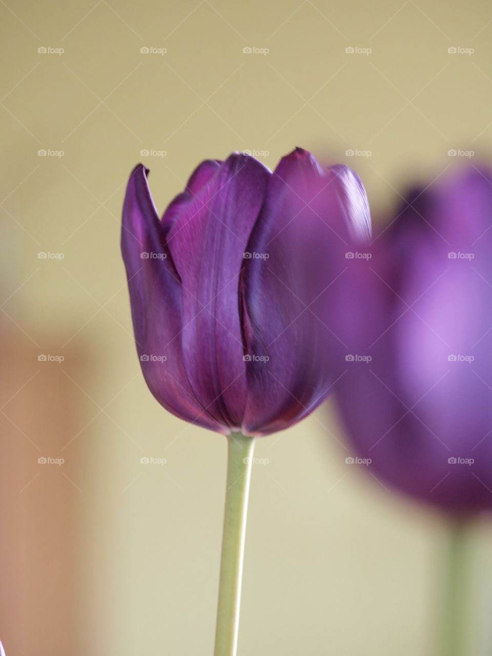 Tulips2