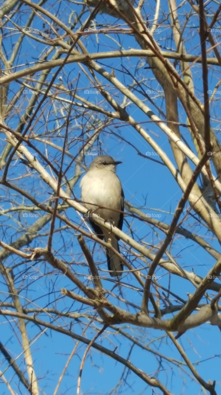 A pretty bird in a clear winter afternoon.
