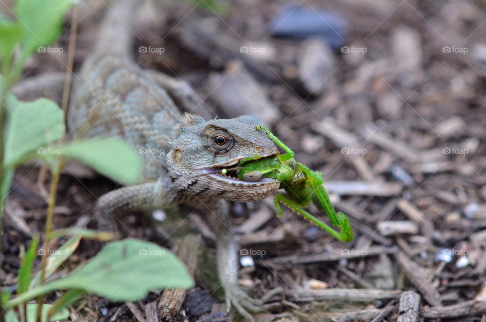 Mr Grasshopper's bad day...
