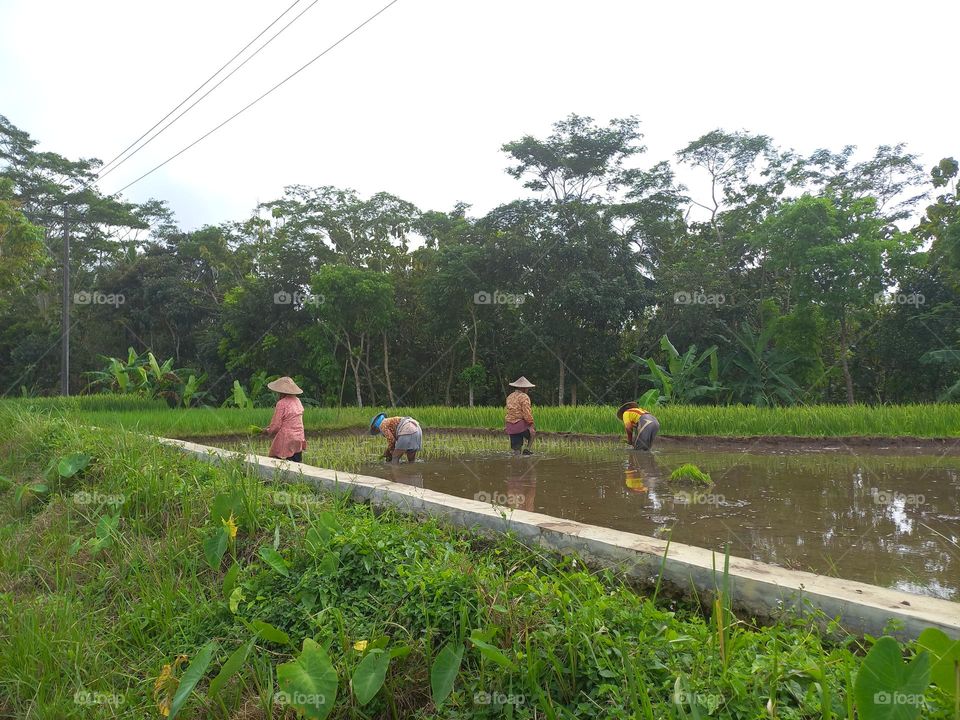 View of Farmers Planting Rice in Salam Kanci Village of Bandongan District of Magelang Regency, Indonesia