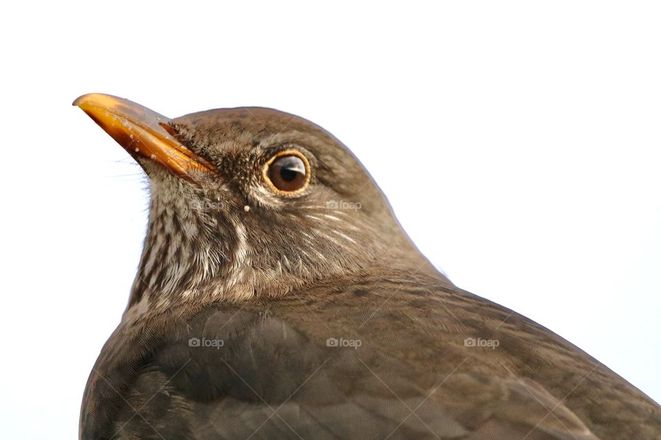 Female Blackbird 👁