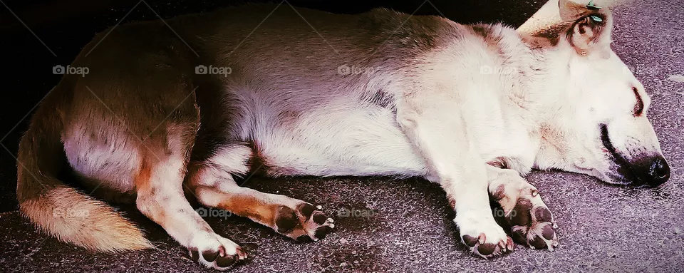 Коли спимо