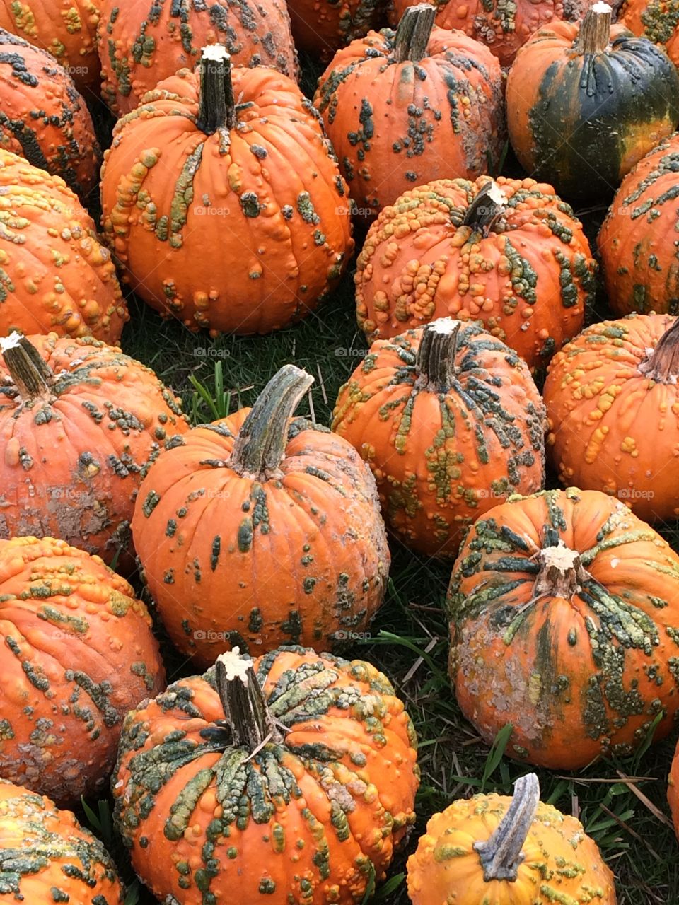 Fall Pumpkins 