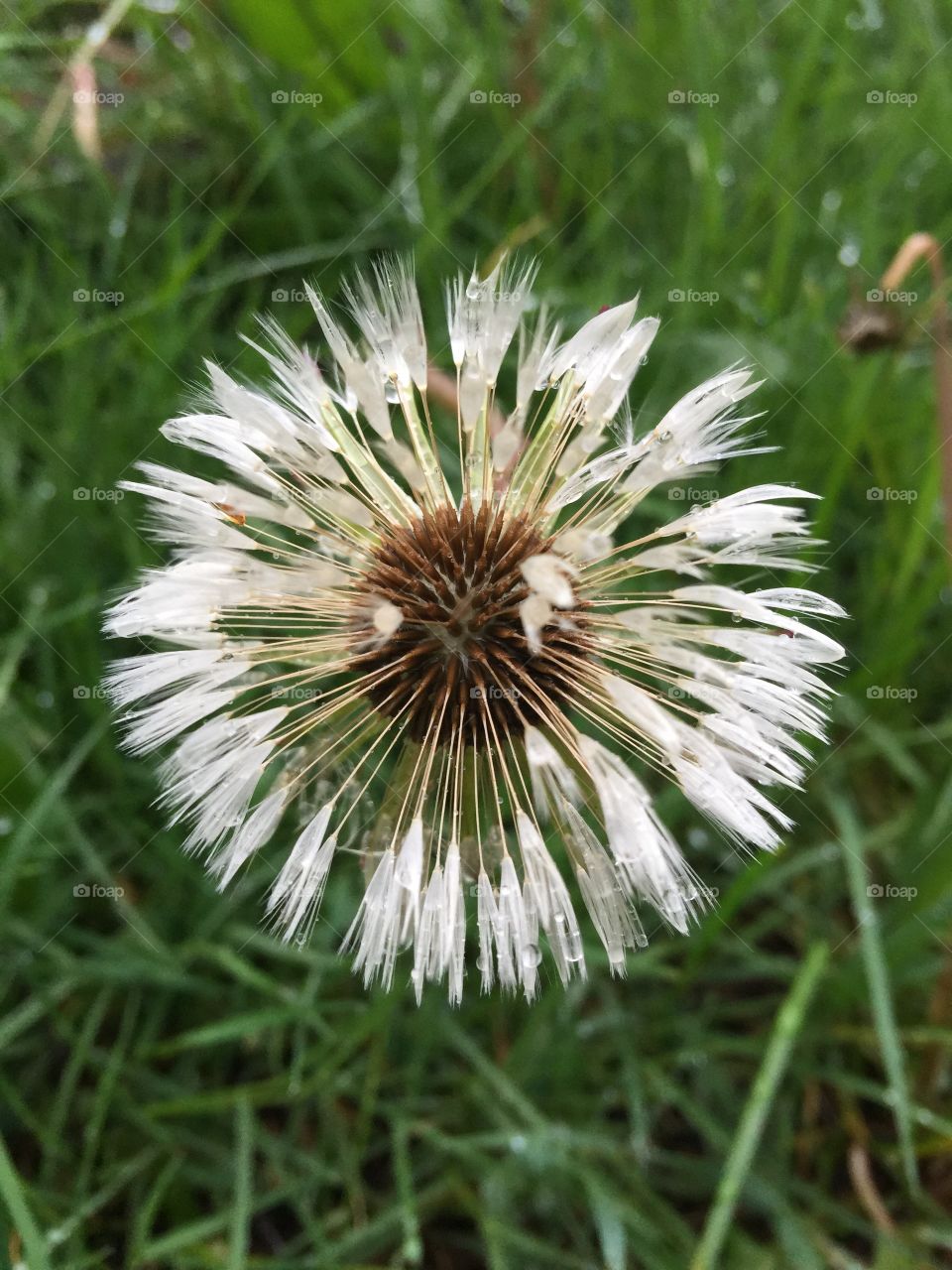 Weeds. Such beauty in a weed that can spread like wildfires 