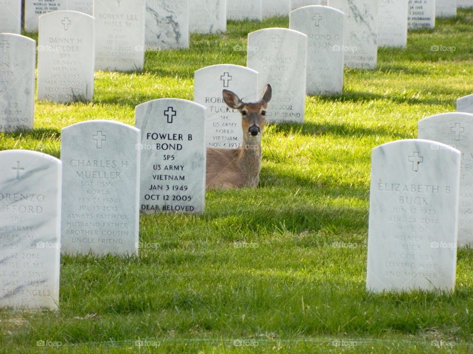 Deer among the graves