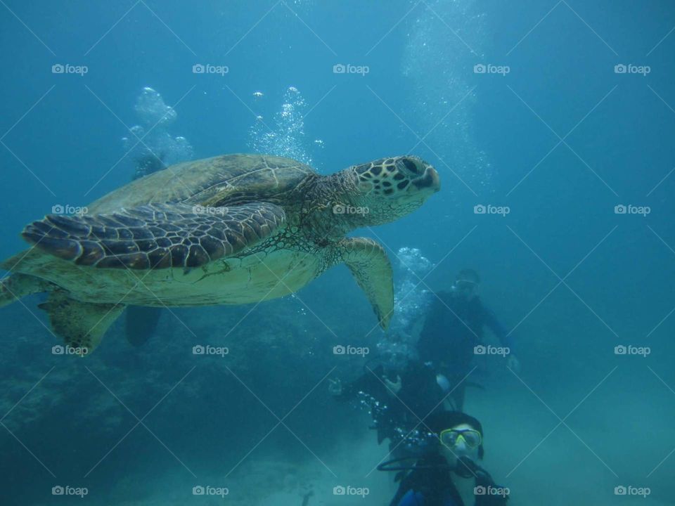 scuba with a sea turtle