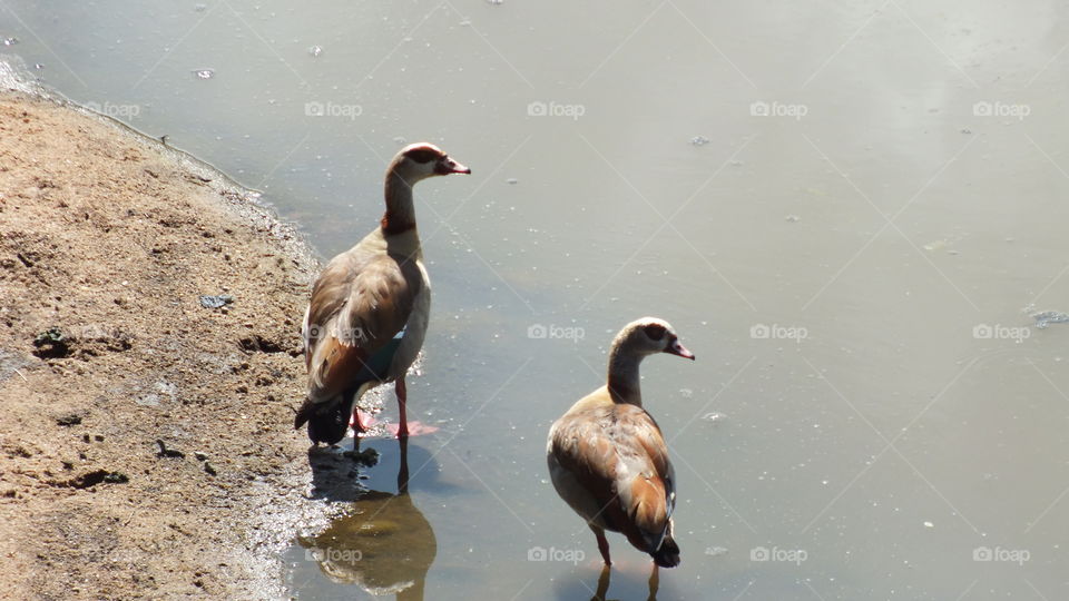 Egyptian geese