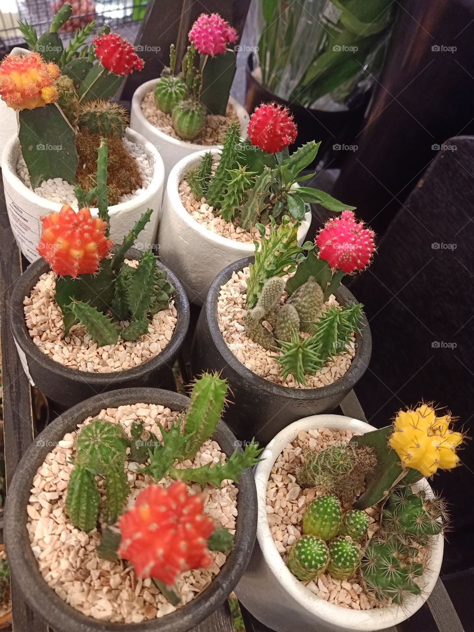 Colorful Cactuses