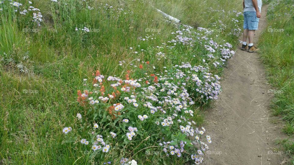 More flowers on the trail