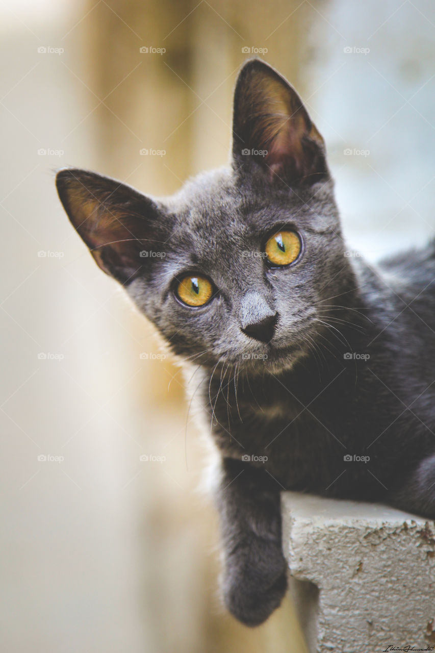 Close-up of a cat looking at camera