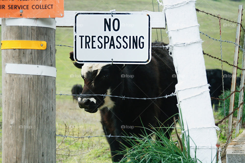 Sign “no trespassing” and a cow