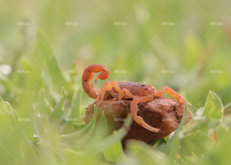 scorpion on a grass field