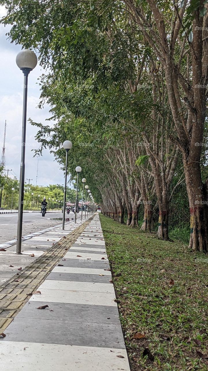 fallen leaves along the side way at siak