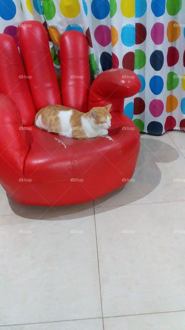 Take same rest my beautiful cat