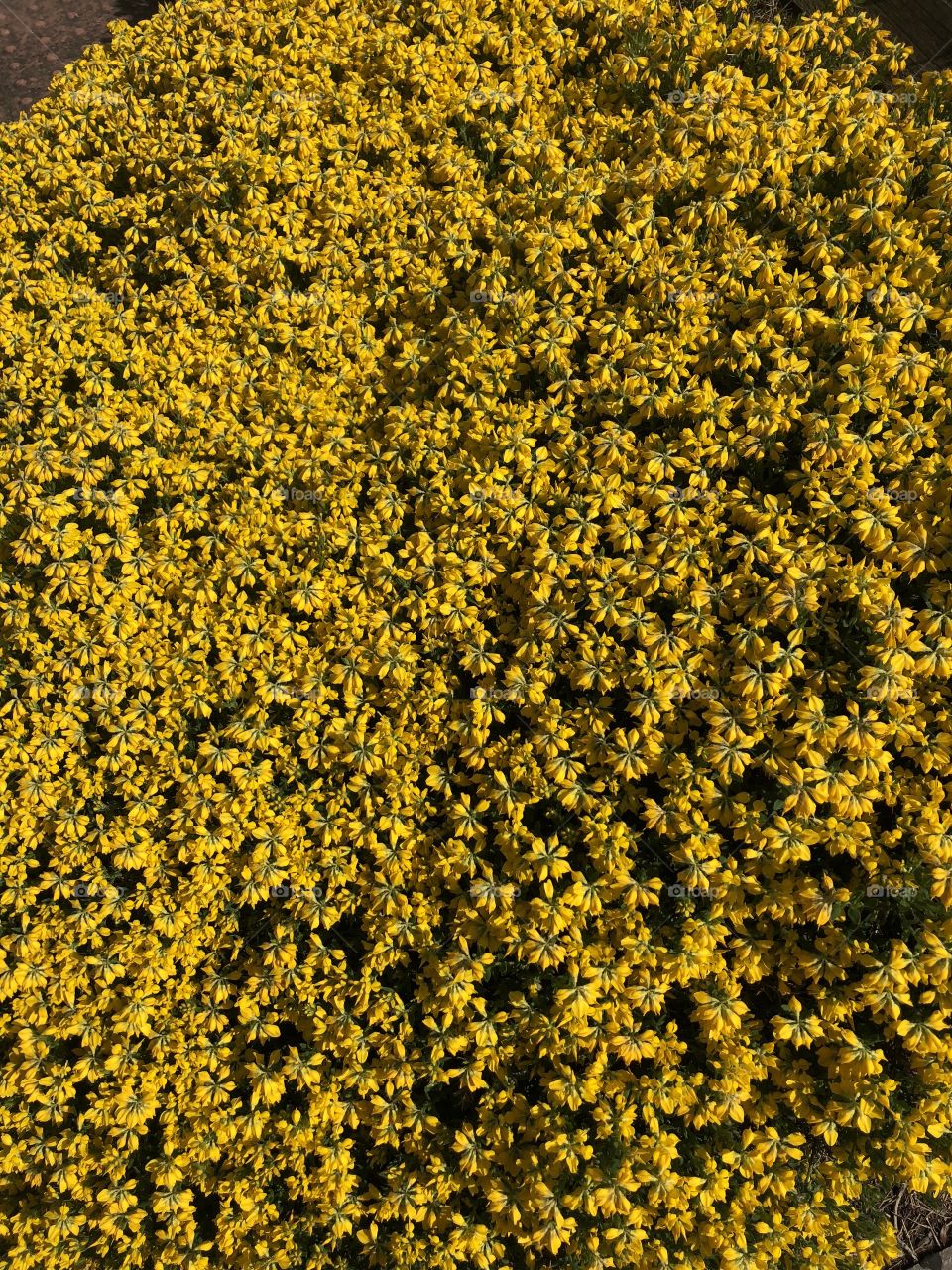 Flowers in spring