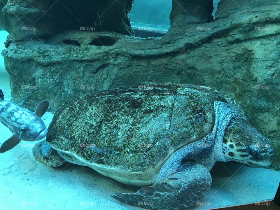 Sea turtles taking a nap. How peaceful it is under the ocean where a whole different world unfolds