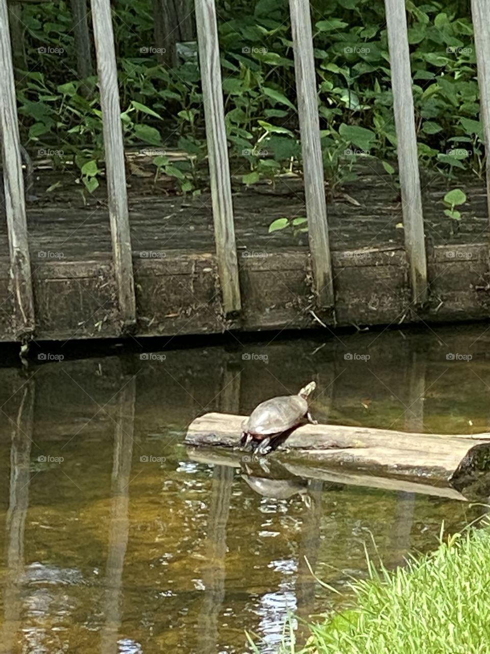 Turtle on log