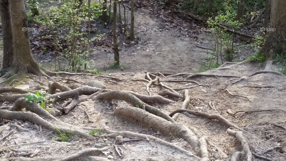 gnarled tree roots