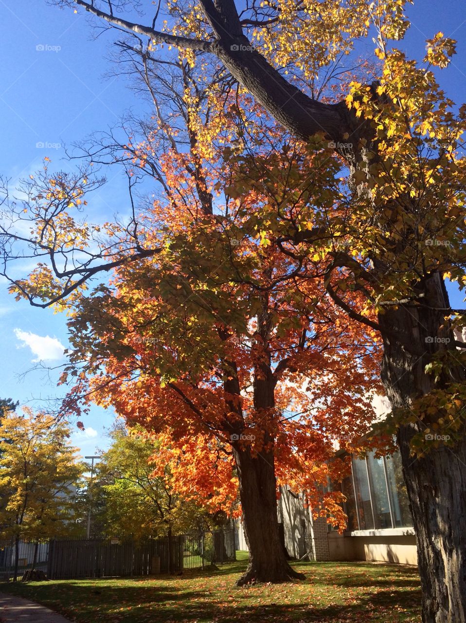 Beautiful Autumn Toronto 