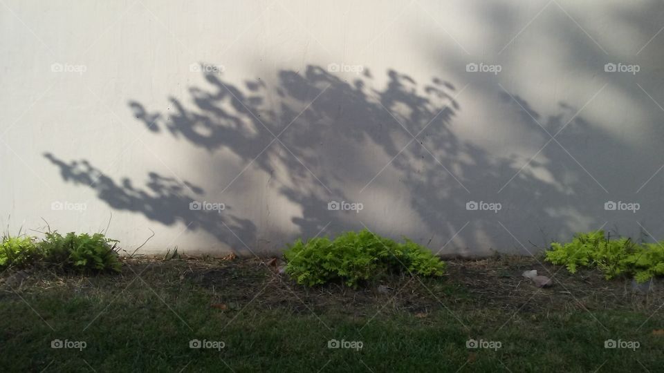 wall shadow